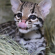 Illustration for article titled ZOMG BABY OCELOT AND BABY LEOPARD!!!